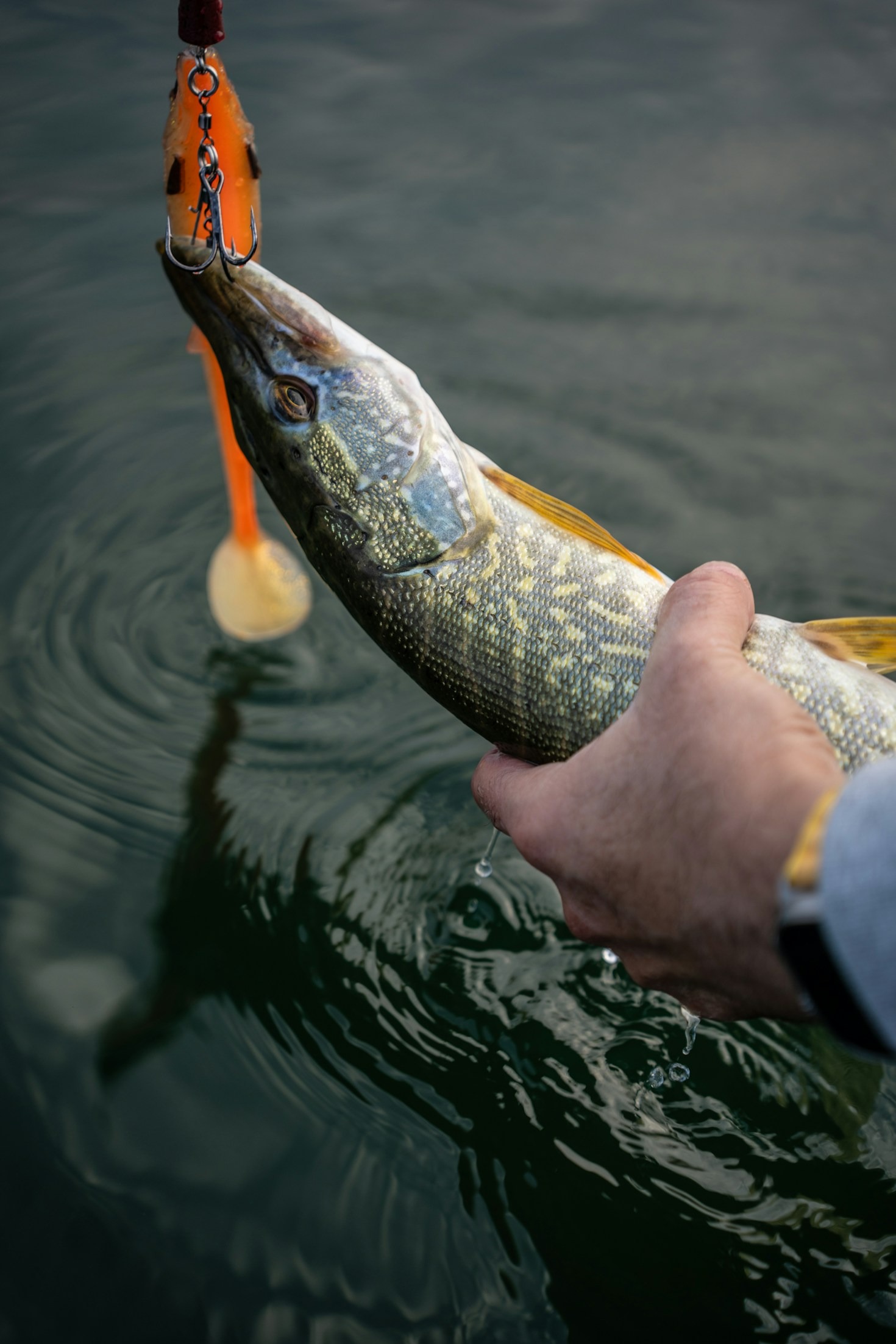 Józek Pojedyniec: mistrz w wyprawach na drapieżniki